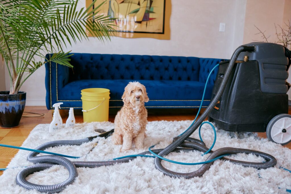 The Ultimate Guide to Pet Stain & Odor Removal Services